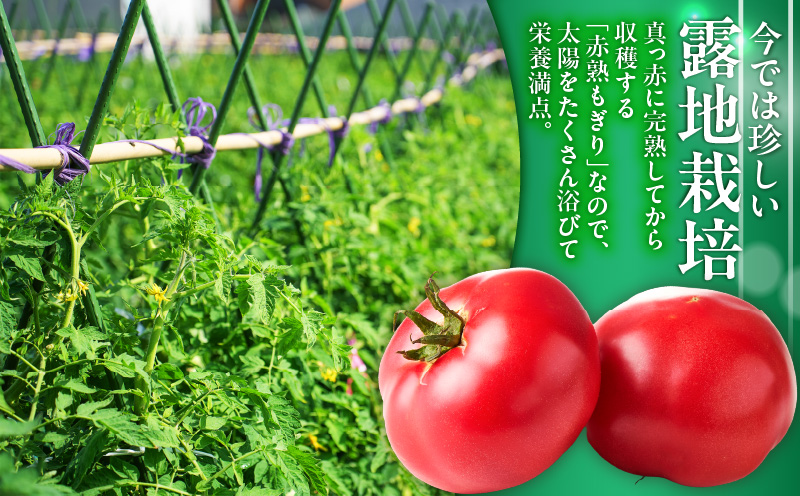 【数量限定】1度飲んだらやみつき！王様トマトジュース「赤熟」180ml×24本　M001-007