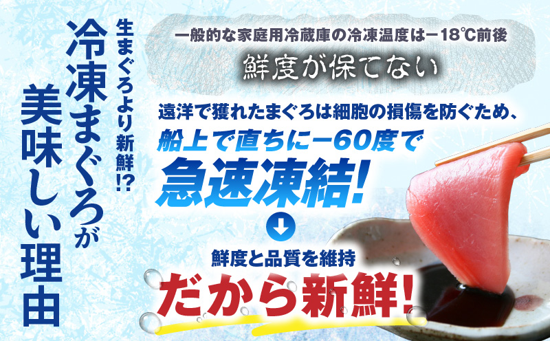 神奈川県漁連 天然本マグロ 赤身サク　M077-012-01