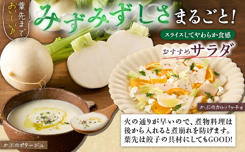 三浦の匠野菜　M127-001