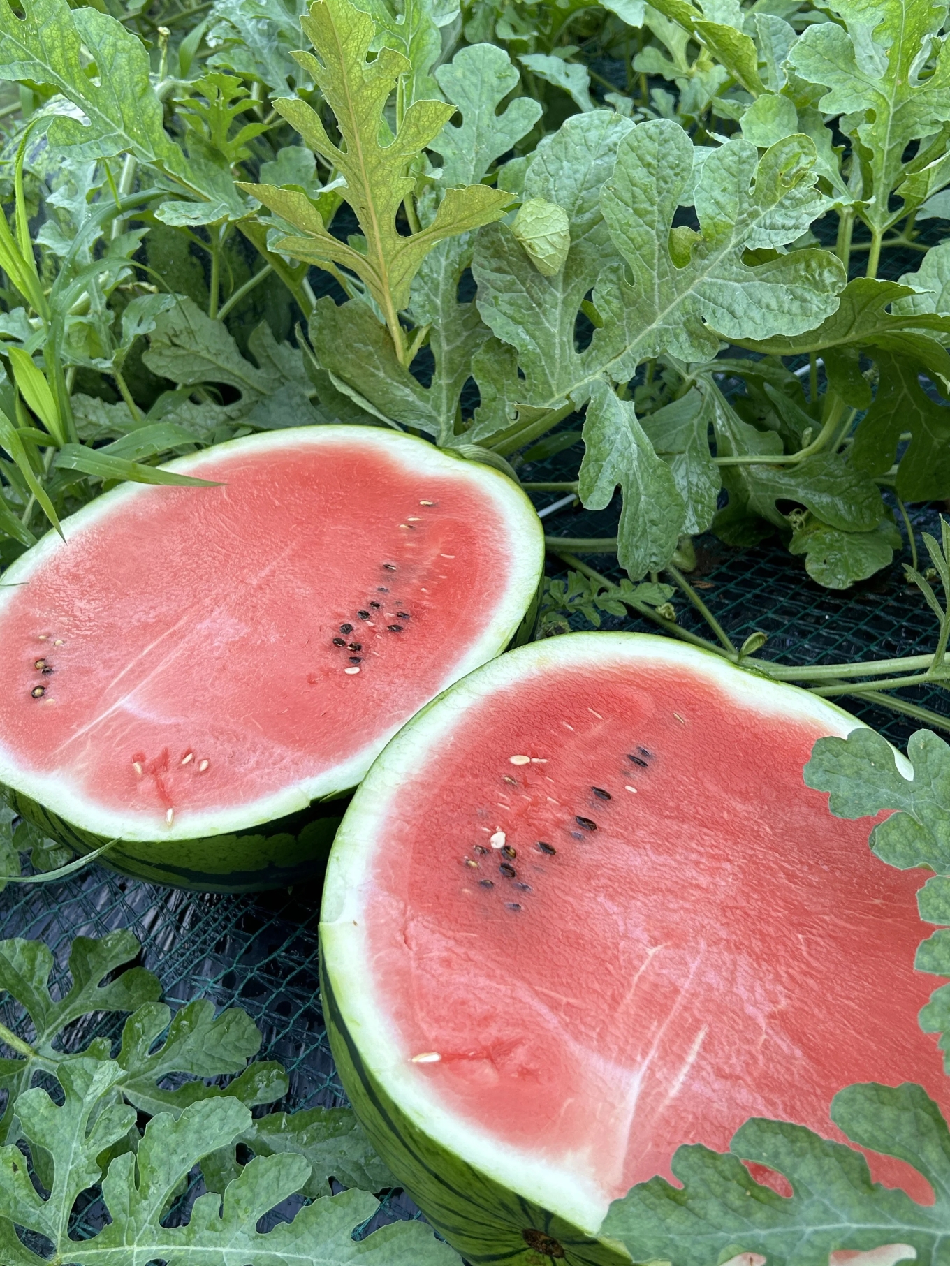 ãç³åºŠ12床以äžãã·ã£ãªããšçãäžæµŠã®ç¹å€§çã¹ã€ã« ãŸã€ãã°ãã11 çŸ
ç 5L 9kg以äžã1çãM107-002-01