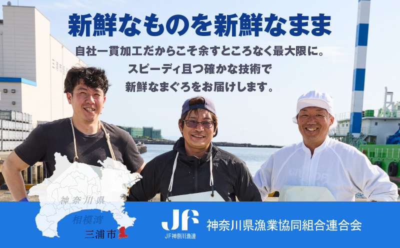 神奈川県漁連 天然本マグロ 中トロ・赤身セット　M077-012-03