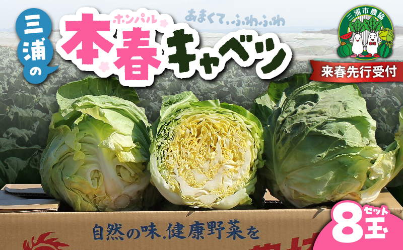 甘ーくてふわふわ柔らかな三浦の本春（ホンパル）キャベツ 8玉セット！　M109-001