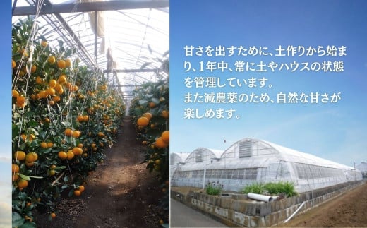 先行予約！７月以降順次発送 甘いハウスみかん（5㎏) 山口農園