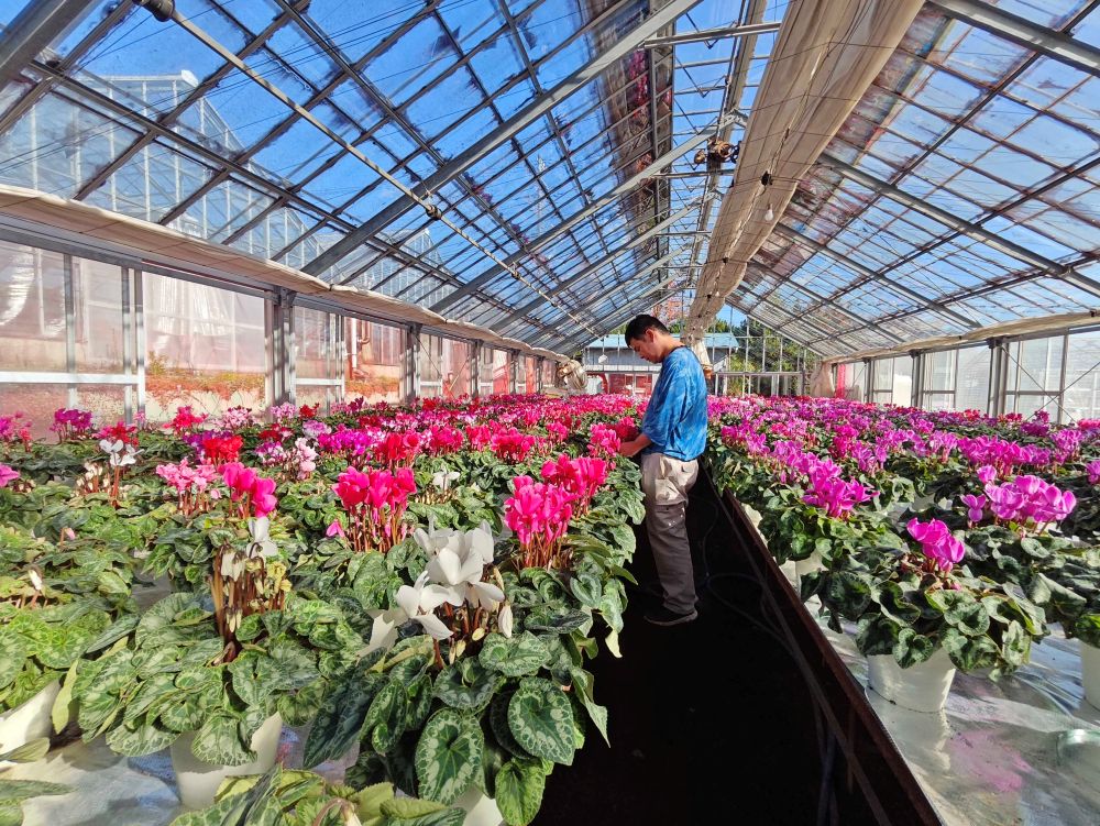 ã幎å
çºéåä»äžïŒãã倧åè±åã®ç§Šéã®è±ãã·ã¯ã©ã¡ã³ïŒ6å·ïŒïœã¯ãªã¹ãã¹ è± ã®ãã ãã¬ãŒã³ã 颿€