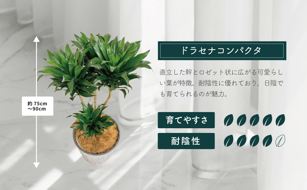 隕ウ闡画、咲黄 繝峨Λ繧サ繝翫さ繝ウ繝代け繧ソ8蜿キシ育エЗ75cmス90cmシ蛾欧繧ォ繝舌シ繧サ繝繝 / 遘ヲ驥 逾槫・亥キ 繧、繝ウ繝繝ェ繧「 繧ェ繧キ繝」繝ャ 螳、蜀 蜊怜嵜諢 驩「迚ゥ 蟶ク邱台ス取惠 鄒弱@縺繝輔か繝ォ繝 繧ョ繝輔ヨ 閧イ縺ヲ繧縺吶>