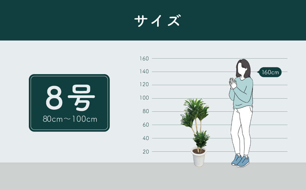観葉植物 ドラセナコンパクタ8号（約H80cm～100cm） / 秦野 神奈川 インテリア オシャレ 室内 南国感 鉢物 常緑低木 美しいフォルム ギフト 育てやすい