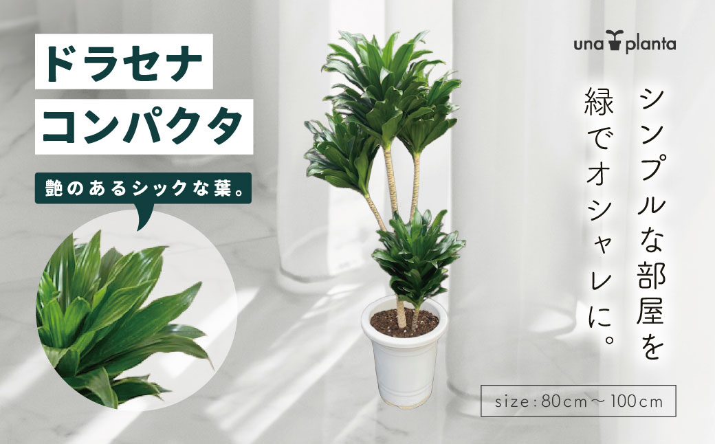 観葉植物 ドラセナコンパクタ8号（約H80cm～100cm） / 秦野 神奈川 インテリア オシャレ 室内 南国感 鉢物 常緑低木 美しいフォルム ギフト 育てやすい