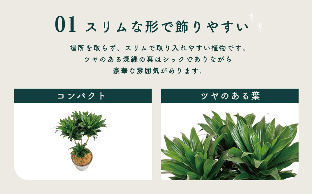 観葉植物 ドラセナコンパクタ8号（約H80cm～100cm） / 秦野 神奈川 インテリア オシャレ 室内 南国感 鉢物 常緑低木 美しいフォルム ギフト 育てやすい