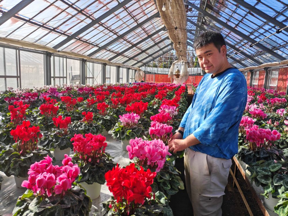 ã幎å
çºéåä»äžïŒãã倧åè±åã®ç§Šéã®è±ãã·ã¯ã©ã¡ã³ïŒ6å·ïŒïœã¯ãªã¹ãã¹ è± ã®ãã ãã¬ãŒã³ã 颿€