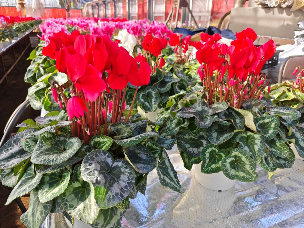 ã幎å
çºéåä»äžïŒãã倧åè±åã®ç§Šéã®è±ãã·ã¯ã©ã¡ã³ïŒ6å·ïŒïœã¯ãªã¹ãã¹ è± ã®ãã ãã¬ãŒã³ã 颿€