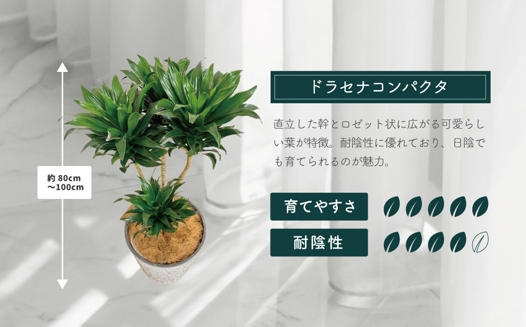 観葉植物 ドラセナコンパクタ8号（約H80cm～100cm） / 秦野 神奈川 インテリア オシャレ 室内 南国感 鉢物 常緑低木 美しいフォルム ギフト 育てやすい