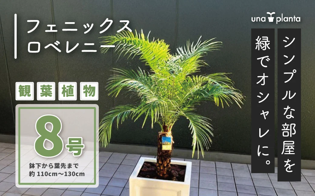 観葉植物 フェニックスロベレニー ロベ 8号（鉢下から葉先まで約H110cm〜130cm） / 秦野 神奈川 南国感 インテリア オシャレ 室内 室外 鉢物 親王椰子 常緑低木 美しいフォルム