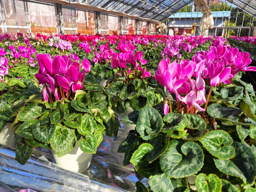 【年内発送受付中！】　大倉花園の秦野の花　シクラメン（6号）｜クリスマス 花 ギフト プレゼント 鉢植