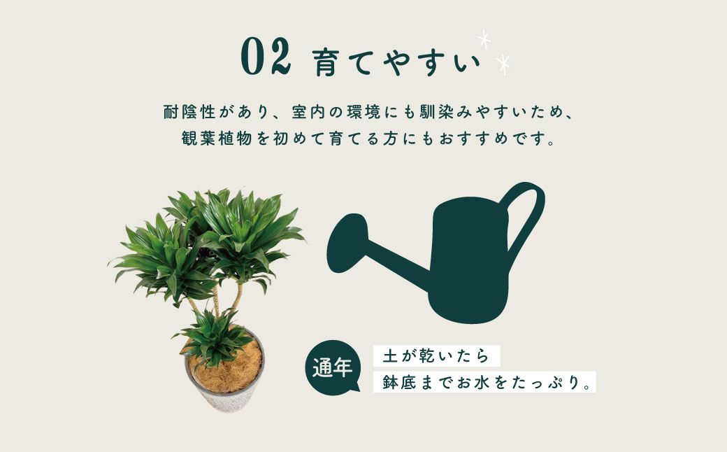 観葉植物 ドラセナコンパクタ8号（約H80cm～100cm） / 秦野 神奈川 インテリア オシャレ 室内 南国感 鉢物 常緑低木 美しいフォルム ギフト 育てやすい