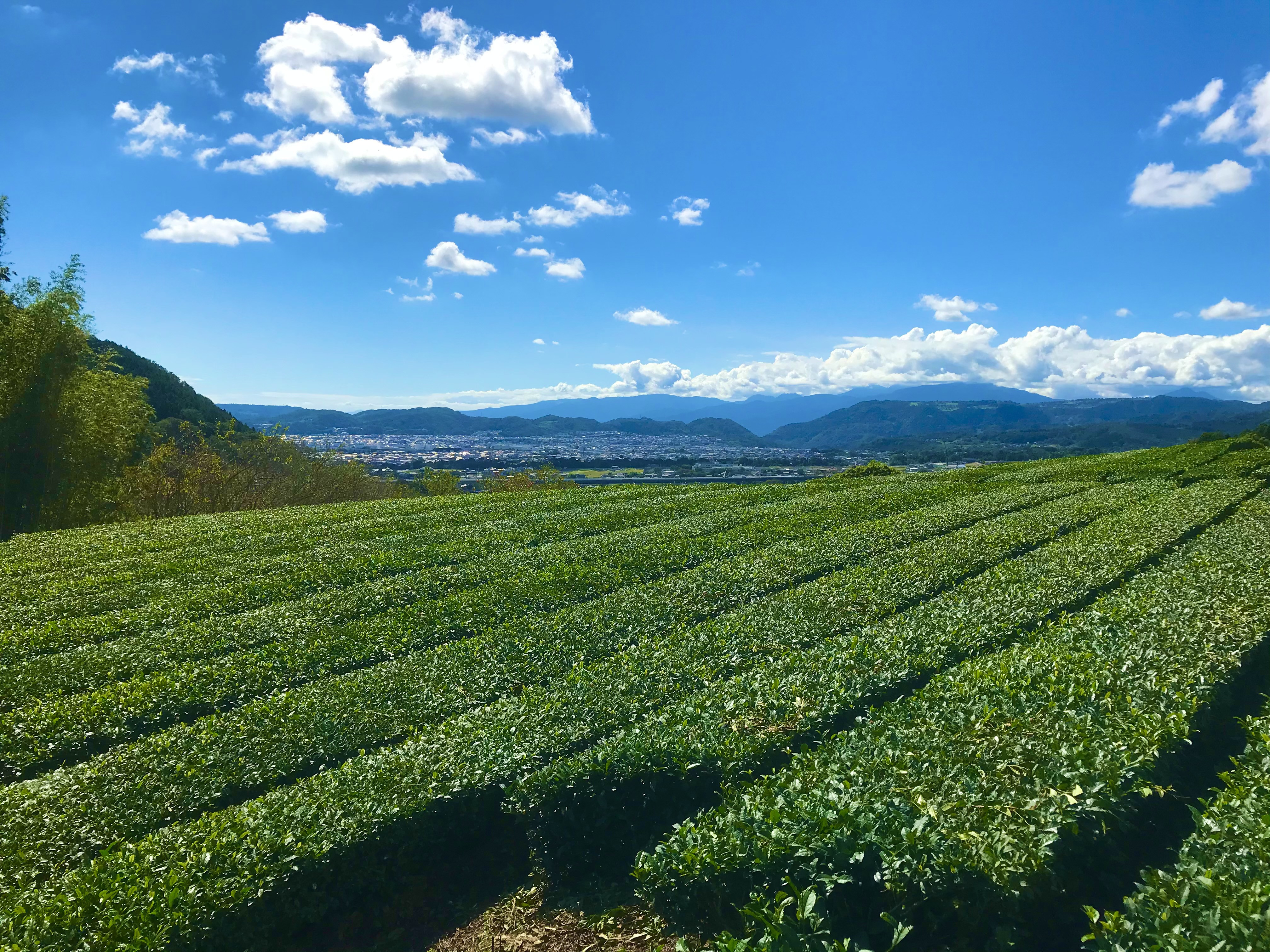 009-34お茶を使ったクラフトビール「HANOCHA（はのちゃ）」煎茶ゴールデンエール（330ml×3本）/ ビール クラフトビール エール ゴールデンエール 茶葉 煎茶 プレゼント お茶 HANOCHA はのちゃ 日本茶 地ビール フレーバービール おしゃれ飲料 craft beer ギフト お土産 アルコール 和のテイスト 手作りビール 贈答用　父の日　敬老の日　プレゼント　アウトドア