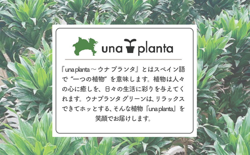 隕ウ闡画、咲黄 繝峨Λ繧サ繝翫さ繝ウ繝代け繧ソ8蜿キシ育エЗ75cmス90cmシ蛾欧繧ォ繝舌シ繧サ繝繝 / 遘ヲ驥 逾槫・亥キ 繧、繝ウ繝繝ェ繧「 繧ェ繧キ繝」繝ャ 螳、蜀 蜊怜嵜諢 驩「迚ゥ 蟶ク邱台ス取惠 鄒弱@縺繝輔か繝ォ繝 繧ョ繝輔ヨ 閧イ縺ヲ繧縺吶>
