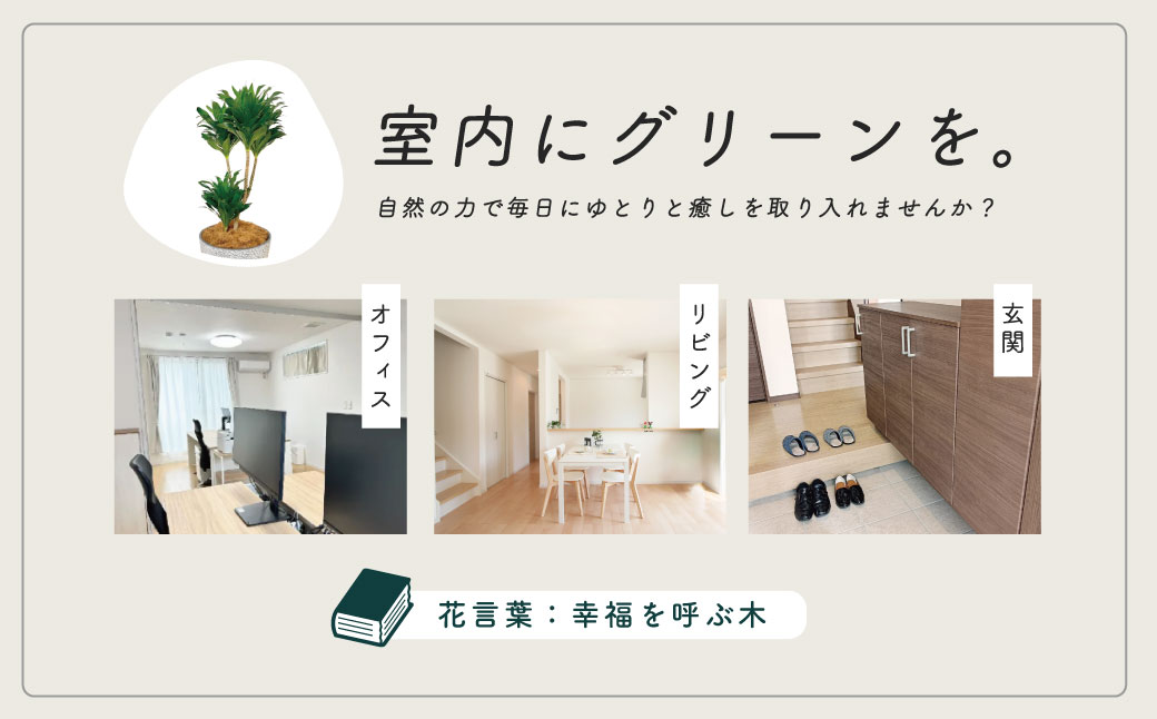 観葉植物 ドラセナコンパクタ8号（約H80cm～100cm） / 秦野 神奈川 インテリア オシャレ 室内 南国感 鉢物 常緑低木 美しいフォルム ギフト 育てやすい