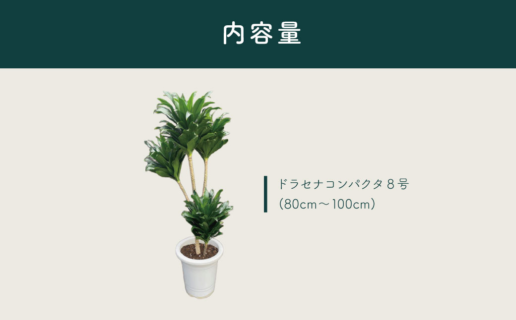観葉植物 ドラセナコンパクタ8号（約H80cm～100cm） / 秦野 神奈川 インテリア オシャレ 室内 南国感 鉢物 常緑低木 美しいフォルム ギフト 育てやすい