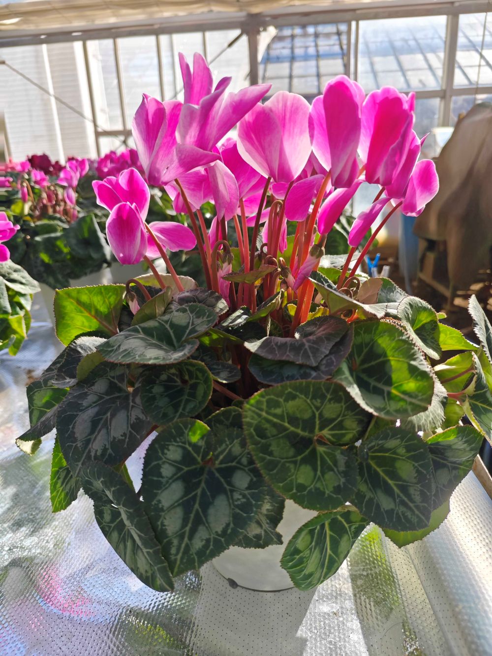 ã幎å
çºéåä»äžïŒãã倧åè±åã®ç§Šéã®è±ãã·ã¯ã©ã¡ã³ïŒ6å·ïŒïœã¯ãªã¹ãã¹ è± ã®ãã ãã¬ãŒã³ã 颿€