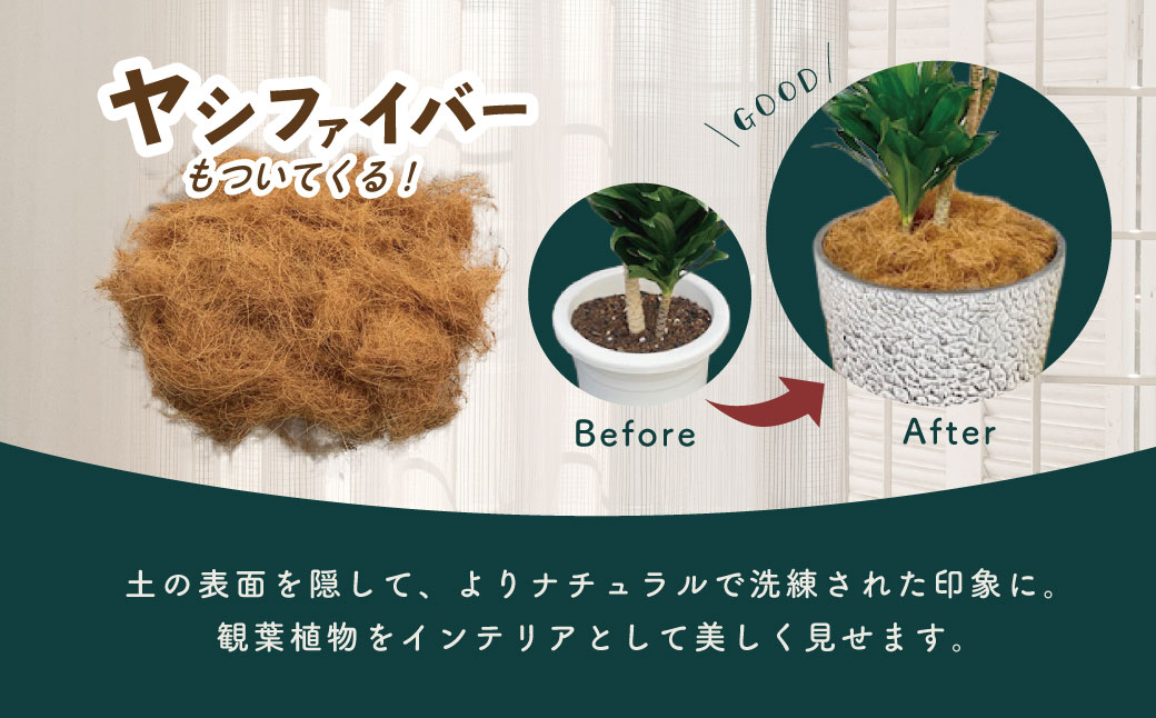 隕ウ闡画、咲黄 繝峨Λ繧サ繝翫さ繝ウ繝代け繧ソ8蜿キシ育エЗ75cmス90cmシ蛾欧繧ォ繝舌シ繧サ繝繝 / 遘ヲ驥 逾槫・亥キ 繧、繝ウ繝繝ェ繧「 繧ェ繧キ繝」繝ャ 螳、蜀 蜊怜嵜諢 驩「迚ゥ 蟶ク邱台ス取惠 鄒弱@縺繝輔か繝ォ繝 繧ョ繝輔ヨ 閧イ縺ヲ繧縺吶>