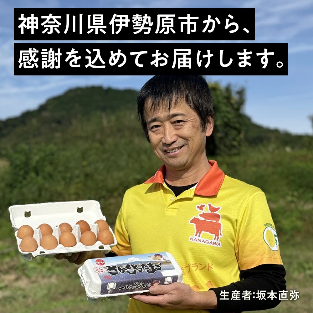 [定期便／6ヶ月×月1回] 坂本養鶏 大山の麓で育った さかもとのたまご 72個 (65個＋割れ保証7個) 合計432個｜伊勢原市 赤玉卵 玉子 鶏卵 生卵 国産 TKG タマゴ 新鮮 大山 鶏 ギフト 安心 安全 親子丼 卵焼き 目玉焼き お菓子 [1303]