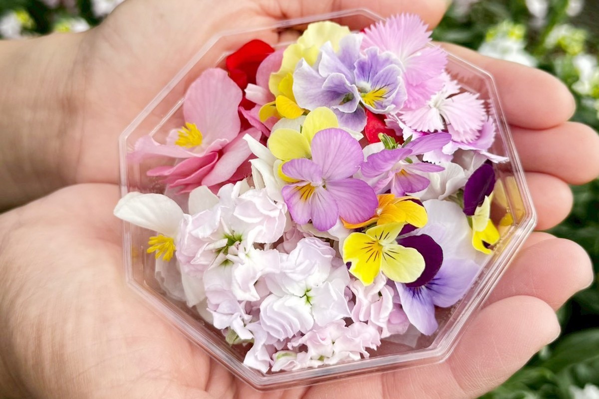 農家直送！加藤さんちのエディブルフラワー 20パック (1パックあたり季節のお花15輪から30輪)｜食用 花 お花 野菜 トッピング 付け合わせ [0767]