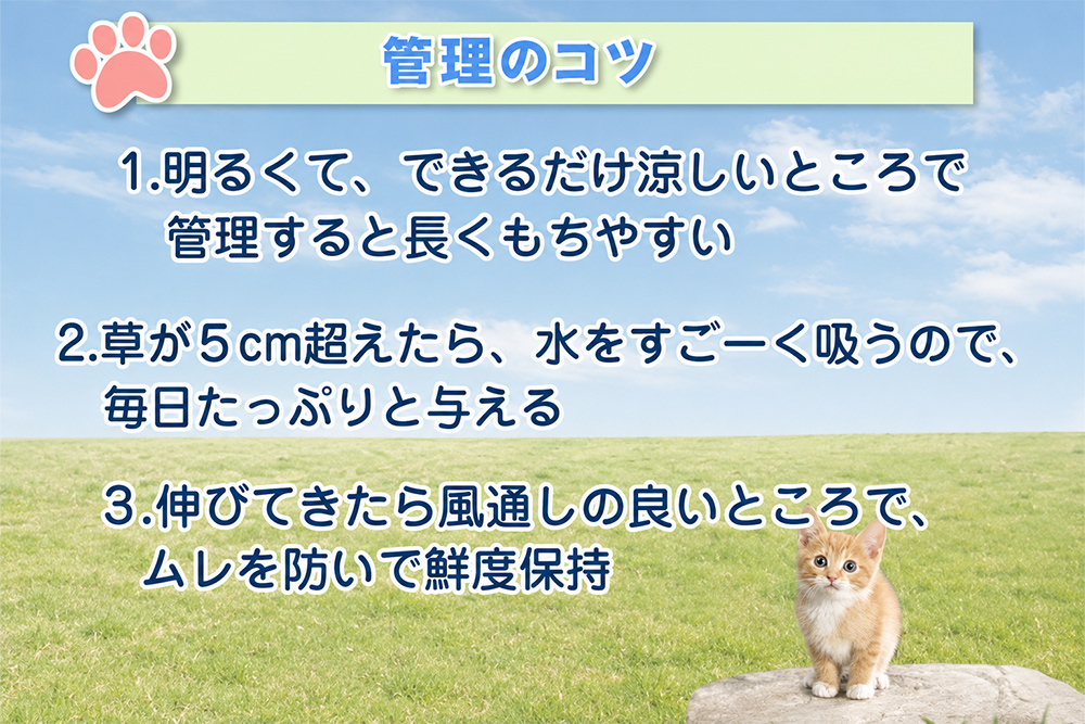 猫草 栽培セット 6鉢｜猫草 6鉢栽培セット 猫草 栽培セット 猫草 まとめ買い 猫草 多頭飼い 大容量 [1195]