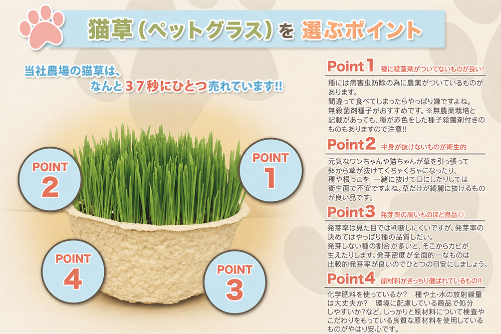 猫草 2鉢セット｜猫草 2鉢セット 猫草 生 猫草 栽培済み 猫が食べる草 2鉢 猫用草 [1192]