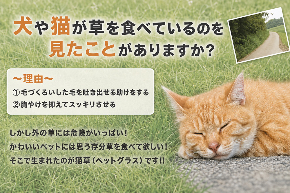 [定期便／6ヶ月連続] 猫草 2鉢セット×6回 (計12鉢)｜猫草 定期便 月1回 猫草 月1回 定期 猫草 2鉢 定期  毎月お届け 定期購入 [1200]