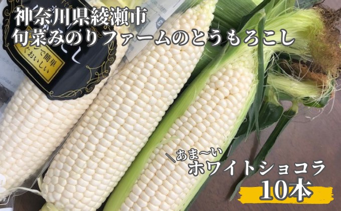 とうもろこし 旬菜みのりファーム あま～い ホワイトショコラ 10本   野菜 高糖度 クリーミー ジューシー みずみずしい 国産 日本産 焼きもろこし 直送 産地直送