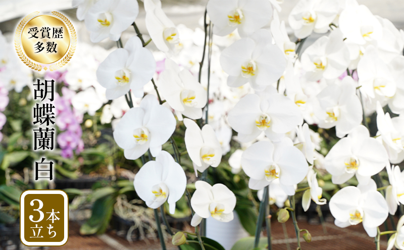 アヤセ洋蘭 コチョウラン 白 ３本立ち 胡蝶蘭 花 植物 観葉植物 全国洋蘭品評会農林水産大臣賞