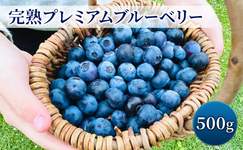 完熟プレミアムブルーベリー 約500g（約125gx4パック） 大粒 甘み 希少性 プレミアム ブルーベリー ハイブッシュ系 ブルーベリー 厳選 樹上完熟果