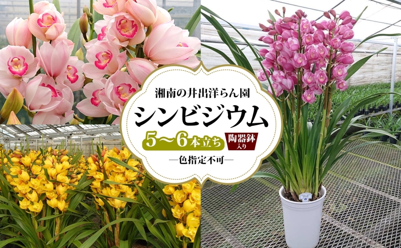 湘南の洋蘭 シンビジウム 5～6本 陶器鉢入り 色の指定不可 シンビジューム Cymbidium 蘭 ラン らん 花 お花 生花 ピンク 黄色 白 インテリア ギフト 贈り物 神奈川県 寒川町