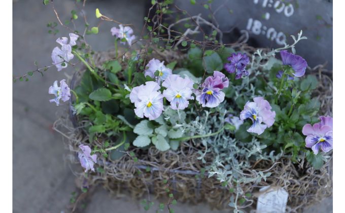 花 まだまだ楽しめる 寄せ植え 完全お任せ