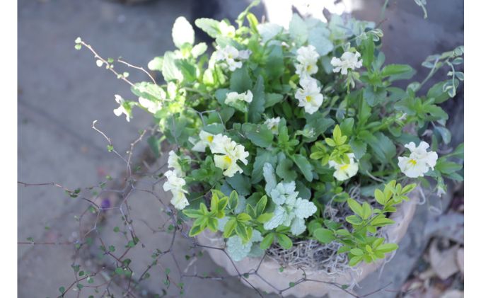 花 まだまだ楽しめる 寄せ植え 完全お任せ