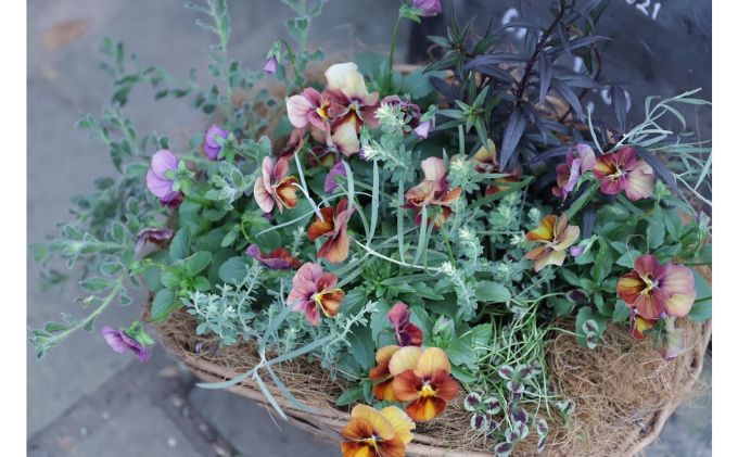 花 まだまだ楽しめる 寄せ植え 完全お任せ