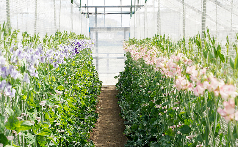 花 湘南のスイートピー ミックス 40本 英晃農園 花束 ※色指定不可