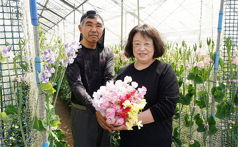 花 湘南のスイートピー ミックス 40本 英晃農園 花束 ※色指定不可