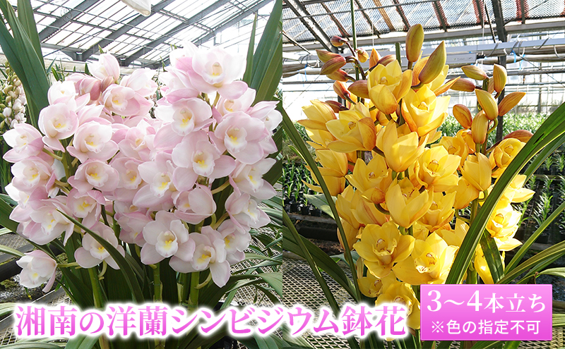 花 湘南の洋蘭 シンビジウム 3〜4本 ラン※色の指定不可 お花 洋ラン 蘭 シンビジューム 鉢花 インテリア 植物 ギフト 贈り物 記念日 誕生日 湘南 寒川町 神奈川県