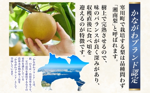 湘南梨 3kg 豊水 寒川町産 箱 湘南 常温 かながわ ブランド 甘い 強い やさしい 酸味 果汁 ジューシー ナシ  シャキシャキ 送料無料 栽培 樹上 完熟 天利梨園 種類 果物 夏 旬 冷蔵庫 収穫 直後 7月 神奈川県 寒川町