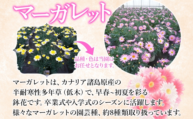 鈴木園芸 おまかせ マーガレット 5号鉢 フラワー ギフト 植物 ガーデニング 室内 園芸 花 はな flower 母の日 プレゼント 入学式 お祝い 贈り物 サプライズ 贈り物 卒業式 誕生日 インテリア 趣味 園芸 お花 送料無料 神奈川県 寒川町