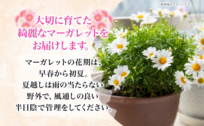 鈴木園芸 おまかせ マーガレット 5号鉢 フラワー ギフト 植物 ガーデニング 室内 園芸 花 はな flower 母の日 プレゼント 入学式 お祝い 贈り物 サプライズ 贈り物 卒業式 誕生日 インテリア 趣味 園芸 お花 送料無料 神奈川県 寒川町