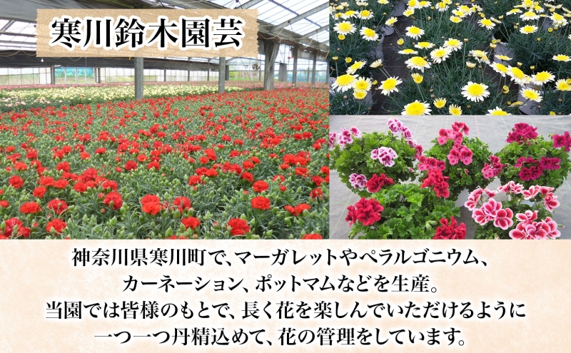 鈴木園芸 おまかせ マーガレット 5号鉢 フラワー ギフト 植物 ガーデニング 室内 園芸 花 はな flower 母の日 プレゼント 入学式 お祝い 贈り物 サプライズ 贈り物 卒業式 誕生日 インテリア 趣味 園芸 お花 送料無料 神奈川県 寒川町
