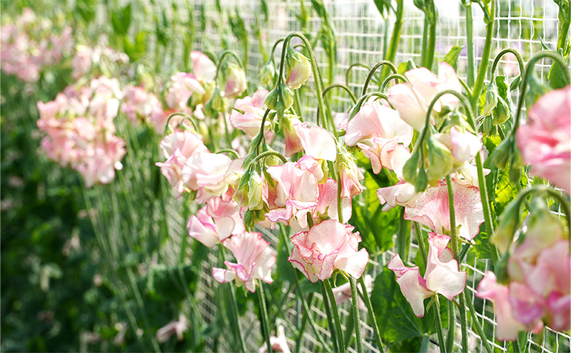 花 湘南のスイートピー ミックス 40本 英晃農園 花束 ※色指定不可