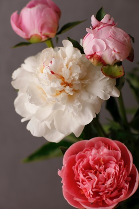 闃ア 貉伜漉縺ョ繧キ繝」繧ッ繝、繧ッ 蛻繧願干 13譛ャ蜈・繧 螟ァ隹キ闃崎脈蝨 闃ア譚 窶サ濶イ謖螳壻ク榊庄 讀咲黄 蛻闃ア