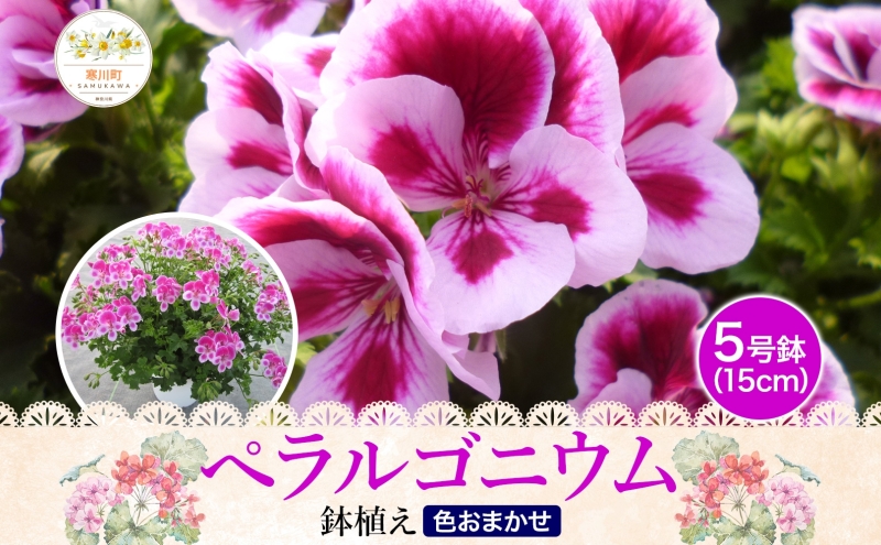 鈴木園芸 おまかせ ペラルゴニウム 5号鉢 フラワー ギフト 植物 ガーデニング 室内 園芸 花 はな flower 母の日 プレゼント 入学式 お祝い 贈り物 サプライズ 贈り物 卒業式 誕生日 インテリア 趣味 園芸 お花 送料無料 神奈川県 寒川町