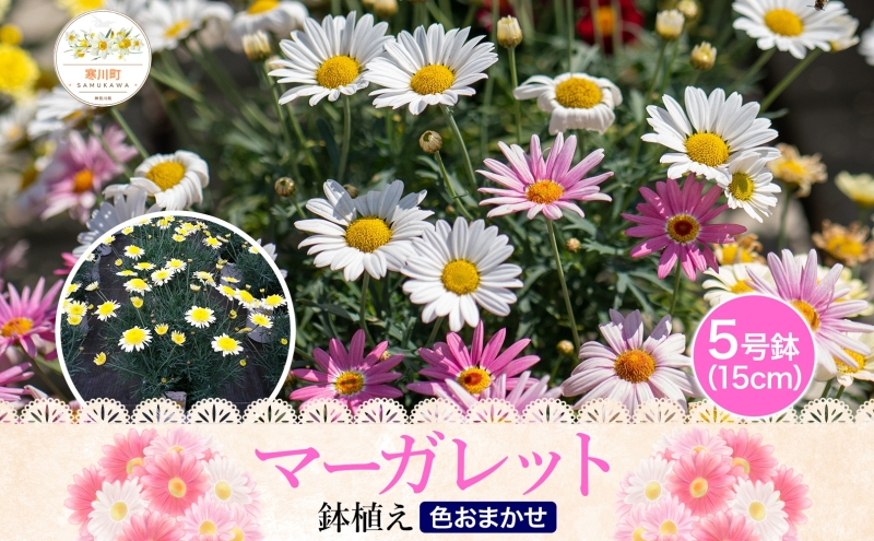 鈴木園芸 おまかせ マーガレット 5号鉢 フラワー ギフト 植物 ガーデニング 室内 園芸 花 はな flower 母の日 プレゼント 入学式 お祝い 贈り物 サプライズ 贈り物 卒業式 誕生日 インテリア 趣味 園芸 お花 送料無料 神奈川県 寒川町