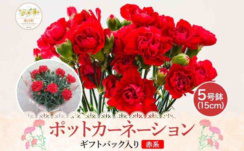 鈴木園芸 ポットカーネーション 赤系 5号鉢 フラワー ギフト 植物 ガーデニング 室内 園芸 花 はな flower 母の日 プレゼント 入学式 お祝い 贈り物 サプライズ 贈り物 卒業式 誕生日 インテリア 趣味 園芸 お花 送料無料 神奈川県 寒川町
