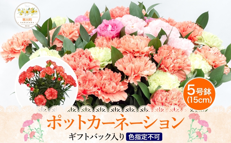 鈴木園芸 おまかせ ポットカーネーション 5号鉢 フラワー ギフト 植物 ガーデニング 室内 園芸 花 はな flower 母の日 プレゼント 入学式 お祝い 贈り物 サプライズ 贈り物 卒業式 誕生日 インテリア 趣味 園芸 お花 送料無料 神奈川県 寒川町