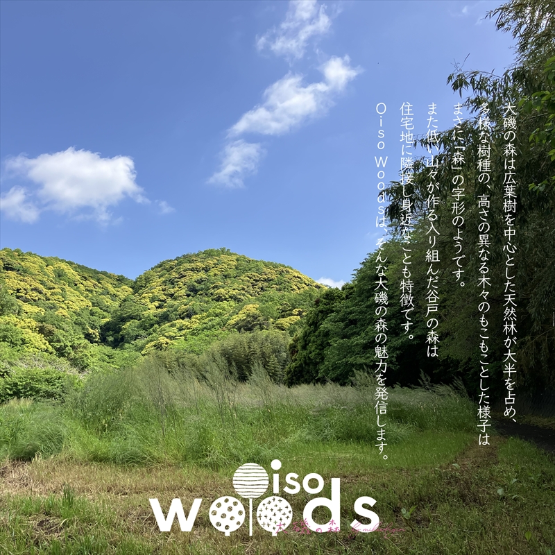 螟ァ逎ッ縺ョ譽ョ繝ュ繧エT繧キ繝」繝 XL繧オ繧、繧コシ医リ繝√Η繝ゥ繝ォテ励ヶ繝ォ繝シ繧ー繝ェ繝シ繝ウシ峨サ螟ァ逎ッ縺ョ譽ョ譟薙a謇区強縺 繧サ繝繝医 螟ァ逎ッ縺ョ譽ョ繧ケ繝繝繧ォ繝シ縺、縺阪 T繧キ繝」繝 逾槫・亥キ晉恁 螟ァ逎ッ逕コ 縲